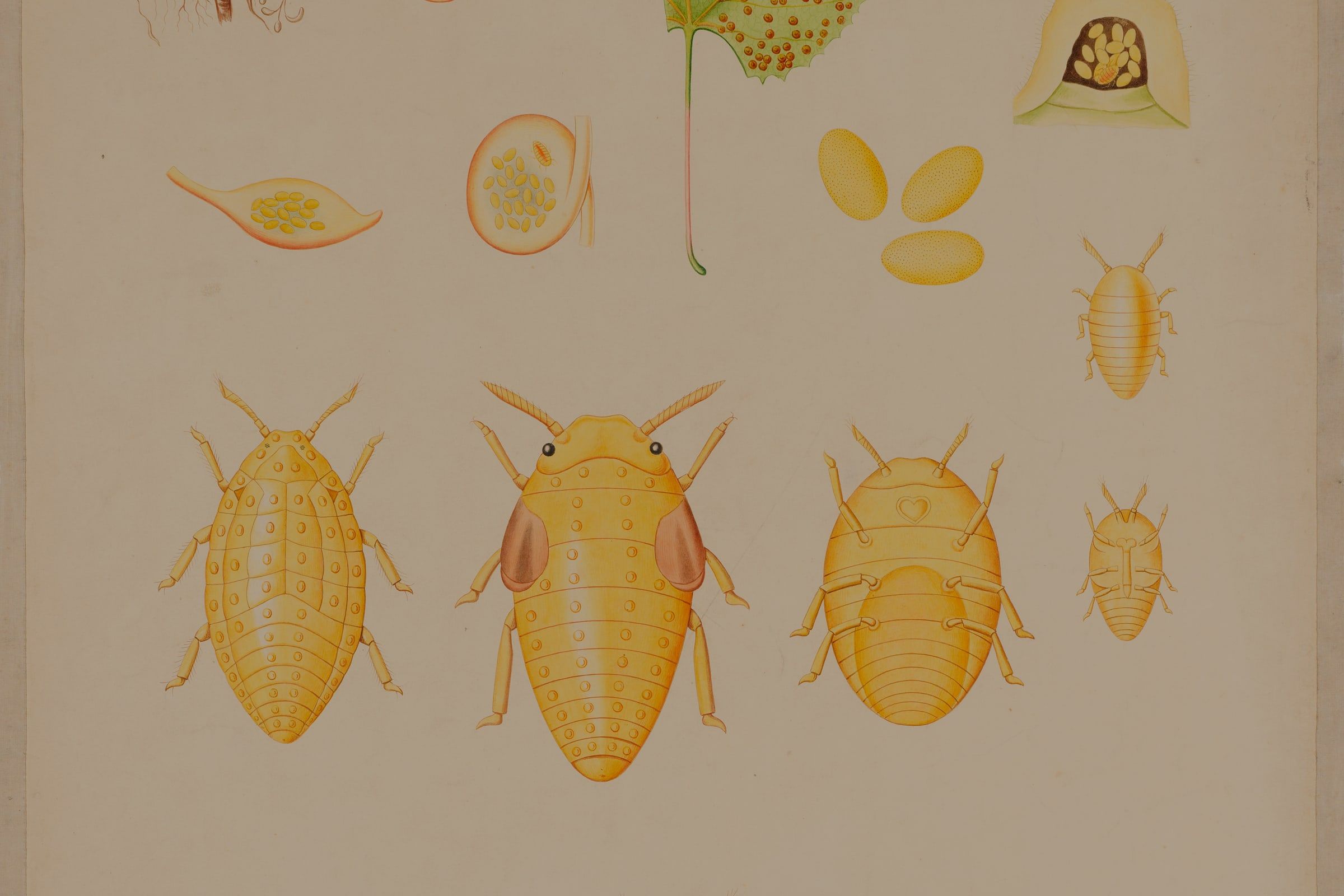 Nineteenth-century teaching chart showing the life stages of the grape phylloxera aphid, its eggs and galls on a vine leaf